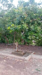 Cashew trees that started to grow and flourish near a well we provided last year (2024).